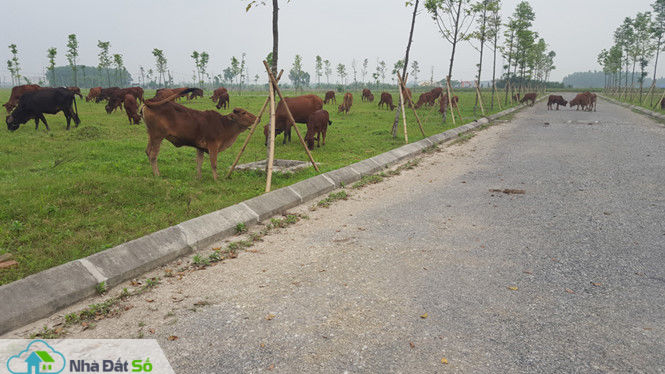 Làm khu đô thị để... thả bò