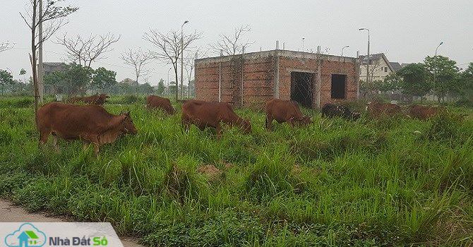 biệt thự hoang
