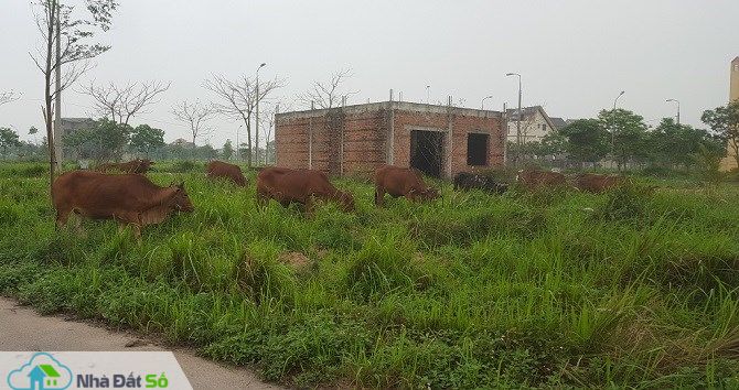Dự án bỏ hoang
