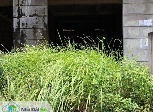 Biệt thự triệu đô bỏ hoang