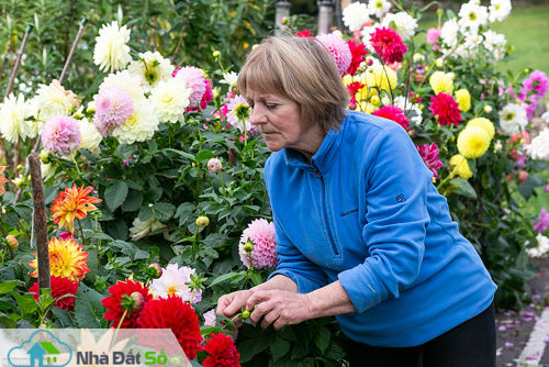 Bà Sally (69 tuổi) cho biết đang vận động hàng xóm ký vào bản kiến nghị để hội đồng thay đổi phán quyết, dự định ban đầu là 1.000 chữ ký. Thật bất ngờ, sau vài ngày họ đã thu về hơn 5.000 chữ ký phản đối quyết định này.