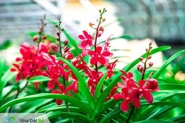  Ngắm vườn lan mokara lãi 2 tỉ đồng/năm của nam thanh niên Đà Nẵng - Ảnh 7.