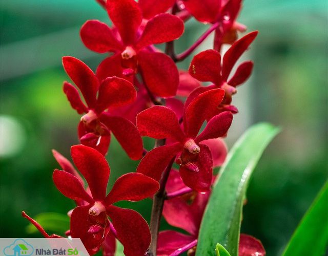  Ngắm vườn lan mokara lãi 2 tỉ đồng/năm của nam thanh niên Đà Nẵng - Ảnh 12.