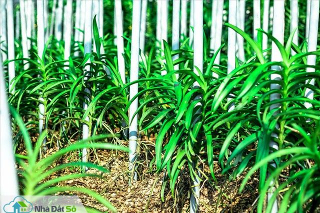  Ngắm vườn lan mokara lãi 2 tỉ đồng/năm của nam thanh niên Đà Nẵng - Ảnh 6.