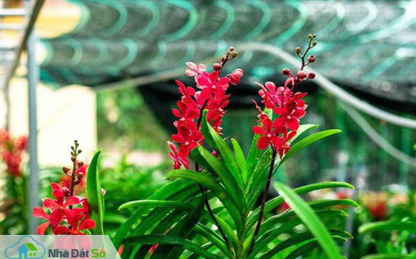 Ngắm vườn lan mokara lãi 2 tỉ đồng/năm của nam thanh niên Đà Nẵng