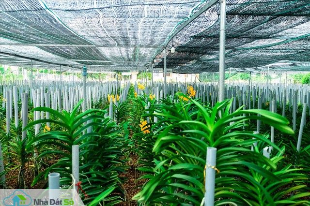  Ngắm vườn lan mokara lãi 2 tỉ đồng/năm của nam thanh niên Đà Nẵng - Ảnh 1.