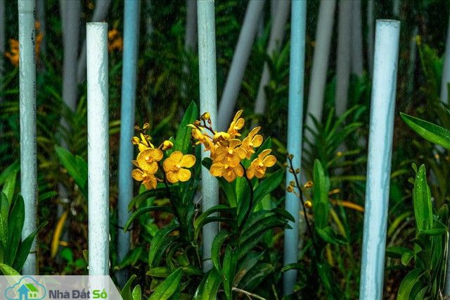  Ngắm vườn lan mokara lãi 2 tỉ đồng/năm của nam thanh niên Đà Nẵng - Ảnh 15.