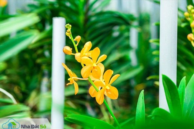  Ngắm vườn lan mokara lãi 2 tỉ đồng/năm của nam thanh niên Đà Nẵng - Ảnh 4.