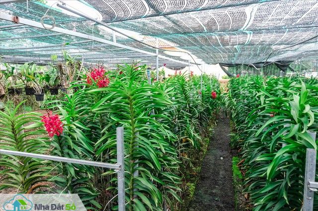  Ngắm vườn lan mokara lãi 2 tỉ đồng/năm của nam thanh niên Đà Nẵng - Ảnh 5.