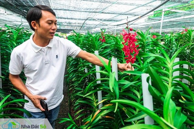  Ngắm vườn lan mokara lãi 2 tỉ đồng/năm của nam thanh niên Đà Nẵng - Ảnh 9.