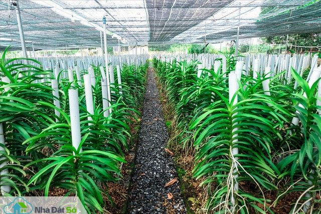  Ngắm vườn lan mokara lãi 2 tỉ đồng/năm của nam thanh niên Đà Nẵng - Ảnh 10.