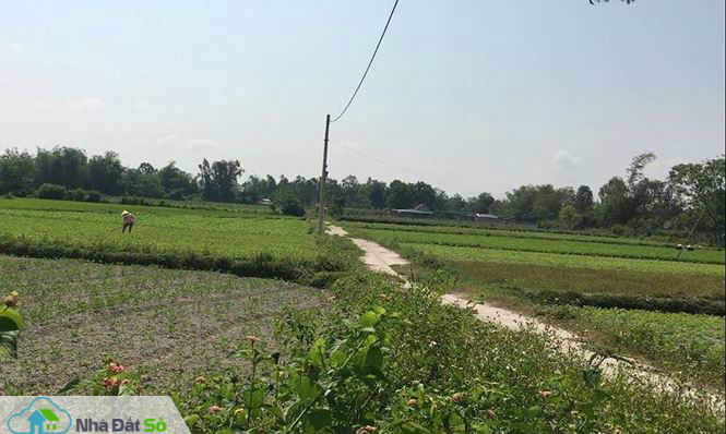 Cò đất "thổi giá" náo loạn vùng quê - 4