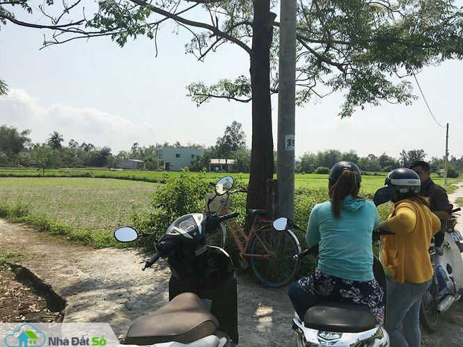 Cò đất &#34;thổi giá&#34; náo loạn vùng quê - 1