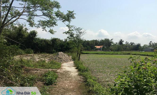 Cò đất &#34;thổi giá&#34; náo loạn vùng quê - 2