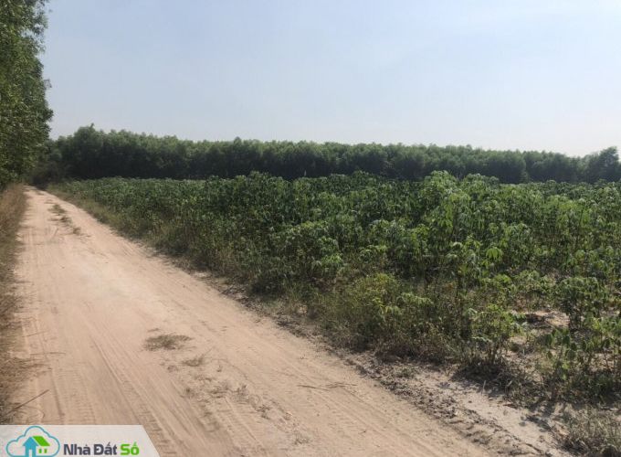đất nông nghiệp Nhơn Trạch