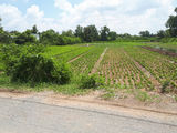 Bán đất thổ vườn ở Bình Chánh, 3000m2 ( 37x82), giá 1,3tr/m