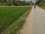 100m2 Đất Thổ Cư HL 11, Bình Chánh,SH, Chỉ 350tr LH 0901329228