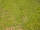 Đất 20x25m Sổ Riêng.Giá 320 Triệu Đường Tỉnh Lộ 9 Cuối Hóc Môn