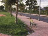 Bán Đất Đường Ngô Quyền -số 2 -lê Lợi Thuộc Thị Trấn Trảng Bom Đồng Nai