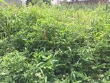 2 Lô Liền Kề Đặng Dung, Khu Bệnh Viện Thành Phố