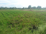 Đất Bình Chánh 1000m2, 1.35tr/M2, Đường Liên Ấp 4-5, Đa Phước, Bình Chánh