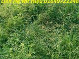 Bán Gấp Mảnh Đất Vị Trí Đắc Điạ Ở Kđt 31ha, Trâu Quỳ, Diện Tích 136m2, Mặt Tiền 5m, Giá 26 Trđ/M2