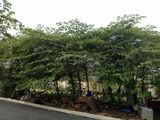 Đất Nền Thổ Cư, Shr, Bao Công Chứng Sang Tên Ngay.lh: 0903.315.788
