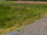 Đất 20x25m Sổ Riêng.Giá 320 Triệu Đường Tỉnh Lộ 9
