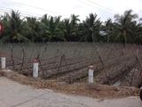 Một Lô Đất Lớn 873m2 Lô Gốc 2 Mặt Tiền Xã Phú Nhuận,Tp Bến Tre
