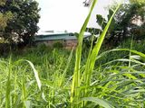 Cần Bán Gấp Lô Đất Thổ Cư Mặt Tiền A6 Phạm Ngũ Lão