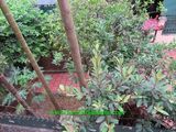 Cho Thuê Ngôi Nhà Có Vườn Rộng, 04 Phòng Ngủ ở Âu Cơ