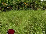 Kẹt Tiền Bán Gấp Đất Bình Chánh, 300 M2 Mặt Tiền Liên ấp 2-3, Xã Đa Phước,Bình Chánh