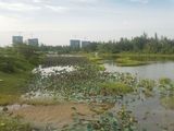 Cần Bán Gấp Lô Đất Gần Fpt City Đà Nẵng, Giá 4.1Tr/M2, 140m2
