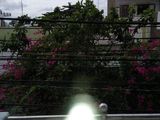 Bán Nhà Mặt Tiền Hẻm 69 Hướng Tây Bắc, Phường An Hòa, Võ Văn Kiệt.