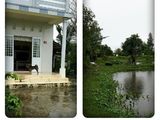 Đất Vườn Ao Nuôi Cá Bống Tượng – Nhà Ở Kiên Cố Còn Mới