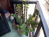 Bán Nhà Phân Lô, Bố Công An Phố Nguyễn Khang, 35M2 5 Tầng Chỉ 4.6 Tỷ !!!