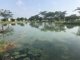 Không Nhu Cầu Bán Lại Đất Biệt Thự Nghỉ Dưỡng Đường Nguyễn Hữu Trí View Sông Mát Mẻ Giá Chỉ 6Tr/m2
