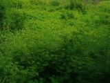 Bán 1092M2 Có 120M2 Thổ Cư Xã Tân Quý Tây, Huyện Bình Chánh