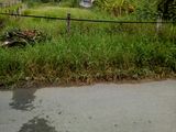 Gia Đình Gặp Khó Khăn Bán Gấp Lô Đất 996m2, Giá 1,8 Tỷ Đường Tập Đoàn 2, Bình Chánh
