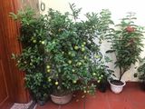 - Nhà Đẹp, Vào Là Mê, Phố Mùng 8/3, 58m2, 4 Tầng, Mặt Tiền 6m, 4,3 Tỷ .