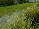 Định Cư Nước Ngoài Bán 1000m2 Đất Hai Mặt Tiền, Hưng Long, Bình Chánh