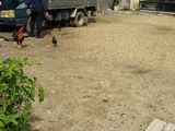 Chỉ 19,3Tr/m Dường 3, Trường Thọ,qthu Đức.shr.thổ Cư 100%