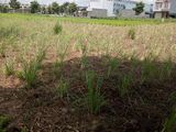 Đất Khu Dân Cư Nam Long Bến Lức Long An