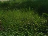 Bán 1090m2 Có 120m2 Thổ Cư Xã Tân Quý Tây, Huyện Bình Chánh
