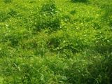 Bán Gấp 140M2 Nhánh An Phú Tây_Hưng Long, Xã Hưng Long, Huyện Bình Chánh