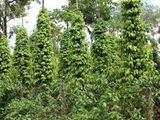 Bán Đất Sào Đường Đi Vào Hồ Sinh Thái Bmt – Hẻm Hà Huy Tập 5,9 Sào