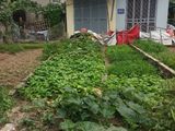Bán 33M2 Đất Lô Góc Tổ 13 Yên Nghĩa Hà Đông, Ngõ 2.5M, Giá 21 Triệu/m2