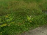 111M2 Đất Thổ Cư Nhánh Đoàn Nguyễn Tuân Xã Tân Quý Tây Huyện Bình Chánh