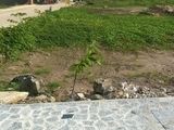 Đất Sổ Hồng Riêng, 8.5X12M, 100M2 Thổ Cư 1 Xẹt Thạnh Xuân 52
