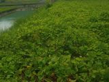 Tôi Cần Bán Lô Đất 133M Xã Quy Đức ,Bình Chánh, Giá Rẽ